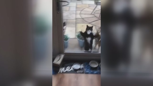 Pro namų langus užfiksavo katinų šutvę: vieno iš jų judesiai privers nusišypsoti