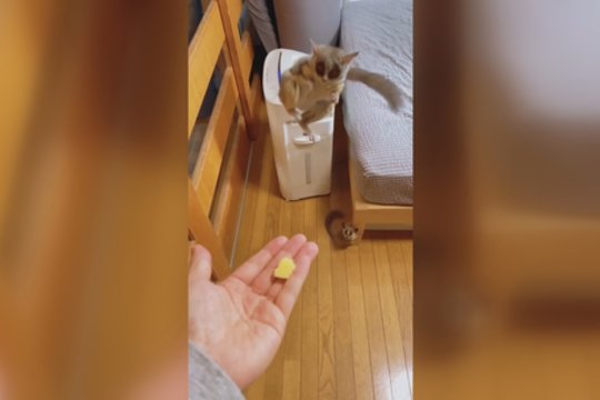 Užfiksavo žodžiais neapsakomą lemūrų mielumą: parodė, ko imasi pamatę užkandį