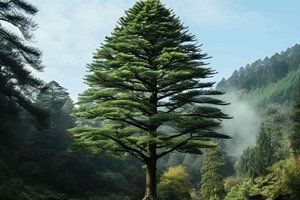 Mokslininkai slaptose vietose sodina 66 mln. metų skaičiuojančias „gyvąsias fosilijas“