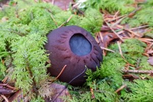 Sartų regioniniame parke pasirodė ypatingi grybai: išskirtinės išvaizdos ir griežtai saugomi