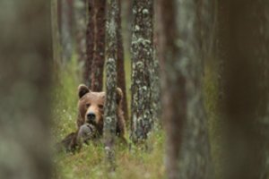 Kaune – ypatinga fotografijos paroda: parodys rudųjų lokių gyvenimą Estijos gamtoje