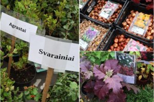 Skelbiama Didžiosios sodinukų mugės data ir vieta, o viena jos naujiena – ypač nustebins daržininkus