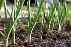 Tokio porų derliaus dar neturėjote: vos kelios taisyklės, o pavydės visi kaimynai