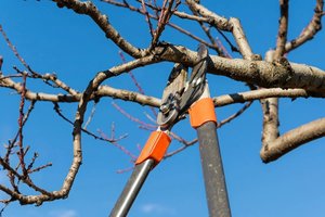 Šiam darbui soduose ir kiemuose atlikti liko labai mažai laiko: vėliau bus ilgai draudžiama
