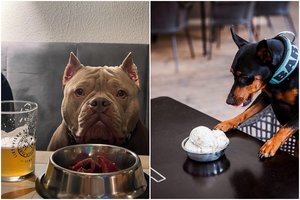 Vilniuje – išskirtinis restoranas ne tik žmonėms, bet ir augintiniams: turi atskirą meniu