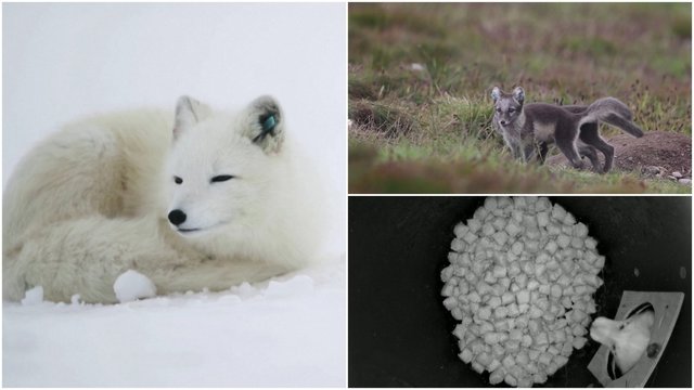 Arktinių lapių populiacijai išsaugoti – ypatingos Norvegijos biologų pastangos: pritaikyti atradimai atnešė rezultatus