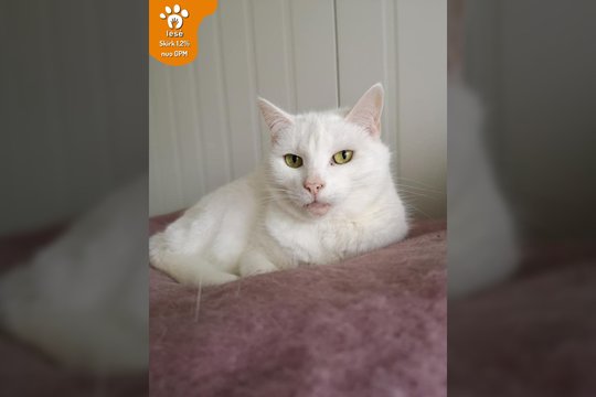 Spora – katė, kuri jau beveik 13 metų gyvena prieglaudoje.