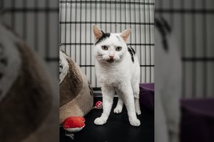 Ilgą kelią į Lietuvą sukorusi katė buvo išgelbėta du kartus: po sunkių išbandymų – prašymas