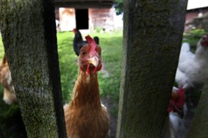 Šios informacijos apie kiaušinius daugelis nežino, nors turėtų – štai ką reiškia tokie kodai