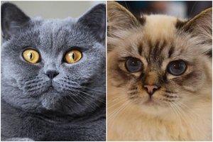 5 kačių veisles, kurioms geriausia – bute: jos visai netrokšta pasivaikščiojimų lauke