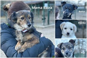 Mama ir 3 dukrytės trokšta saugių namų: šuniukai nepanašūs vienas į kitą