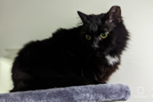 Vilniuje atnaujinama puslaukinių kačių sterilizacijos programa: sieks užkirsti kelią nekontroliuojamam keturkojų dauginimuisi