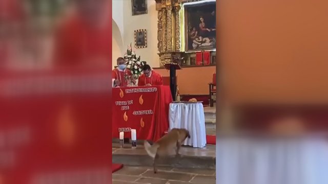 To nesitikėjo niekas: išvyskite, kokią išdaigą šuo iškrėtė bažnyčioje