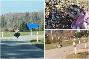 Lyg virusas socialinius tinklus apskriejęs strutis – jau namuose: pabėgo užpavydėjęs patelės