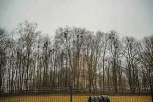 Pavasaris vos prasidėjo, o skundai dėl paukščių jau girdimi: „Kol ryte nueini iki automobilio, ir tave patį apdergia“