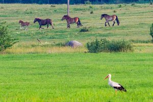 Po savaitės ūkininkams žada gerų žinių dėl daugiamečių pievų