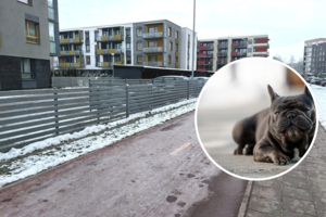 Pasivaikščiojimas Vilniuje su šunimi virto tragedija: iš pradžių ėmė vemti, o tada pasirodė kraujas