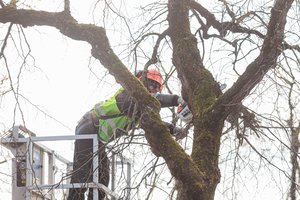 Labai blogos būklės Laisvės alėjos liepas pakeis vokiškos: aiškėja, kiek kainuos