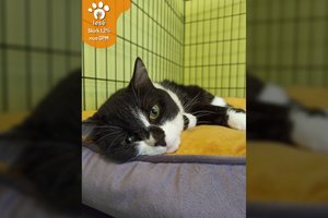 Naujai žmonai neįtikusi katė netrukus atsidūrė prieglaudoje: prašo šanso įrodyti, kad yra verta meilės