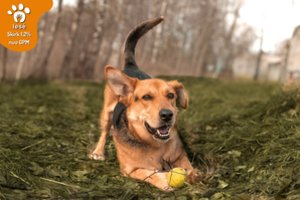 Nuotykius mėgstantis džentelmenas ieško išrinktojo, su kuriuo galėtų kirsti gyvenimo kalnus ir upes