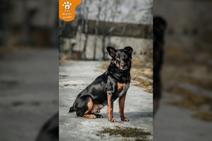 Likimui pasisukus netikėta linkme jaunas šuo atsidūrė prieglaudoje: išsiskiria pavyzdingu elgesiu ir ištikimybe