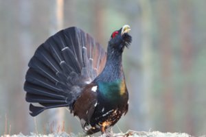 Miško biologijos ekspertas paaiškino, kam deginami miškai: gali padėti išsaugoti net nykstančias rūšis