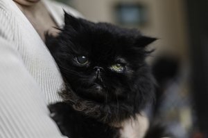 Į gatvę išmestą naminį persų veislės katiną netrukus žiauriai suspardė: jau vėstantį rado po balkonu