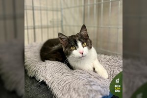 4 mėn. švelnų kačiuką šeimininkai žiauriai išdavė: vietoje šiltų namų – prieglaudos narvas