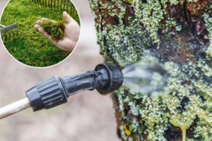 Dar spėsite išgelbėti savo sodą nuo samanų ir kerpių: tam tereikia vienos paprastos priemonės