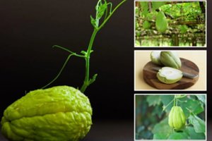 Egzotika lietuvių daržuose: vis dar retai kas išdrįsta auginti, bet skonis ir maistingumas atperka viską