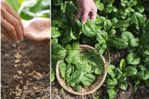 Ankstyvas vitaminų derlius: dėl vienos priežasties špinatus valgysite greičiau nei kiti