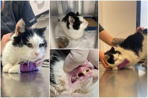 Leisgyvę katę rado prie daugiabučio leidžiančią paskutinius garsus ir jau nejudančią: kreipiasi į neabejingus žmones