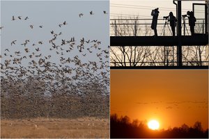 Savaitgalį Žuvinte susirinko būrys gamtos mylėtojų: stebėjo vis gausiau grįžtančius sparnuočius