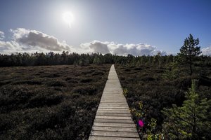 Ką veikti savaitgalį? Sąrašas pažintinių takų, kuriuos verta aplankyti pavasarį