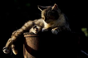 Katę nužudžiusiam vyrui skirta daugiau nei dvejų metų kalėjimo bausmė