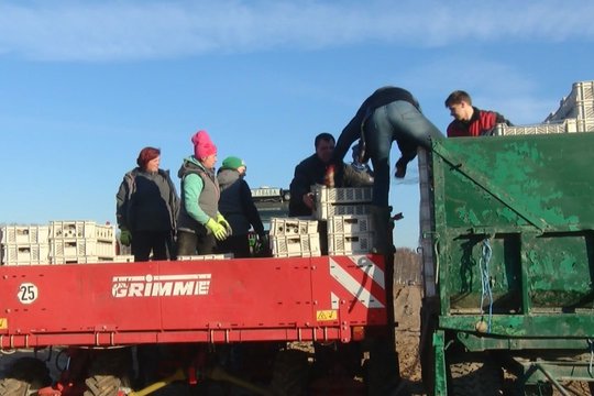 Prasidėjo ankstyvasis bulviasodis: augintojai atsakė, kokių kainų tikėtis