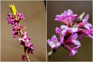 Šie itin gražiai žydintys augalai – mirtinai pavojingi: įspėja, kad nuodingų yra ir daugiau