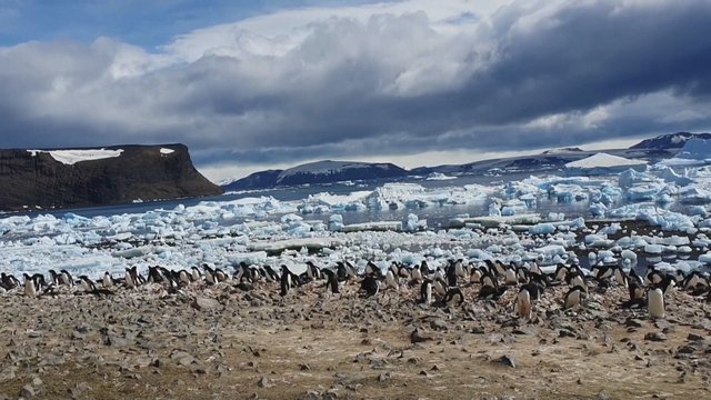 Mokslininkai skambina pavojaus varpais: Antarktidoje gyvenančius pingvinus puola paukščių gripas