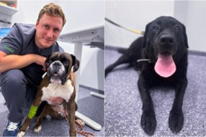 5 patarimai, kaip paruošti šunį pavasariui ir kada svarbu kreiptis į veterinarijos gydytoją