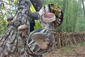 Šie Dzūkijoje auginami grybai – išties ypatingi: turi priešvėžinių savybių, stiprina imunitetą