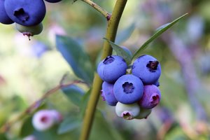 Gineso rekordas: Australijoje nuskinta daugiau nei 20 g sverianti, teniso kamuoliuko dydžio šilauogė