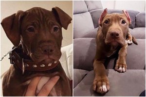 Kodėl draudžiamos šunų kupiravimo operacijos negalima lyginti su kastravimu?