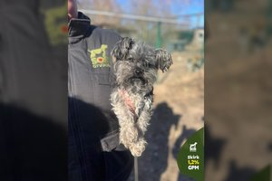 Vos 2 kg sveriantis mažylis įvarė baimės gelbėtojams: ieško ypatingų šeimininkų ir namų