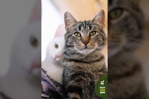 10 mėn. katinėlis išsiskiria retu pomėgiu tarp kačių: šis meilumo įsikūnijimas ieško gerų namų