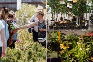 Mugė „Aš sodinu“ suburs sodininkus ir medelynų šeimininkus: jau paskelbė, kuriuose miestuose, kada vyks