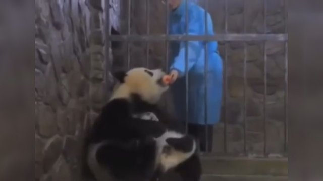 „Metų motina“: panda nusprendė savo vaiką iškeisti į obuolį