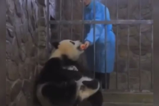 „Metų motina“: panda nusprendė savo vaiką iškeisti į obuolį