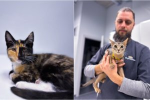 9 veterinarijos gydytojo patarimai, kad katė pavasarį būtų sveika ir laiminga