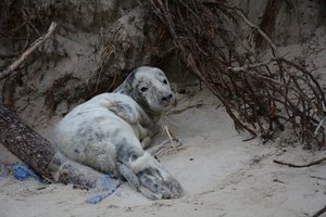 Lietuvos jūrų muziejuje jau gydomi pirmieji šiais metais ruoniukai pamestinukai