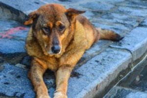 Abejonių kelia tokia kaimynų meilė šuniui: „Ar tikrai tai humaniškas elgesys?“